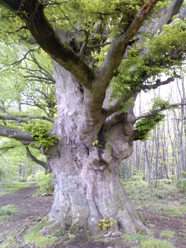 Beech Tree
