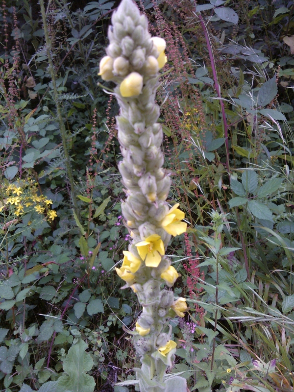 Great Mullein