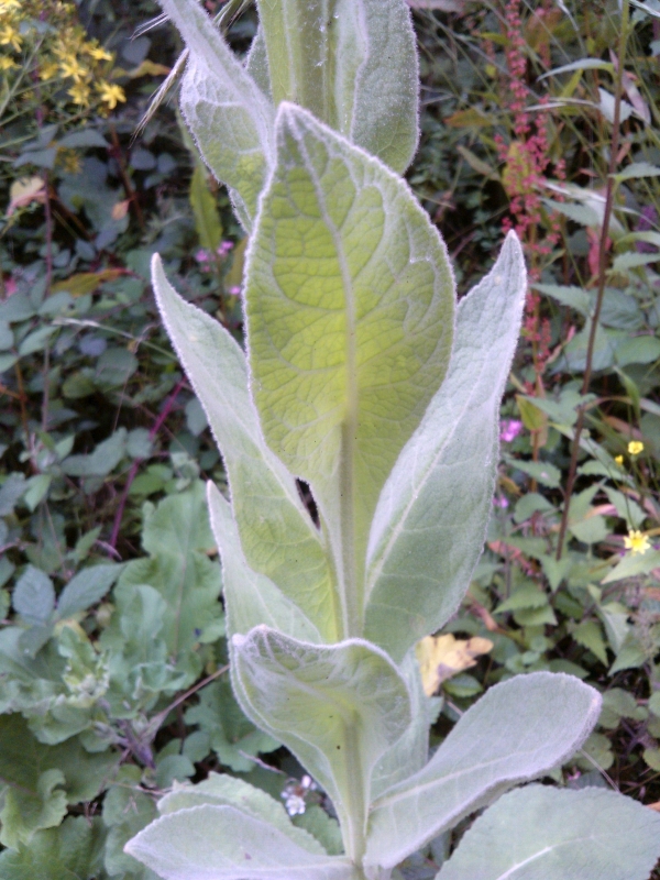Great Mullein