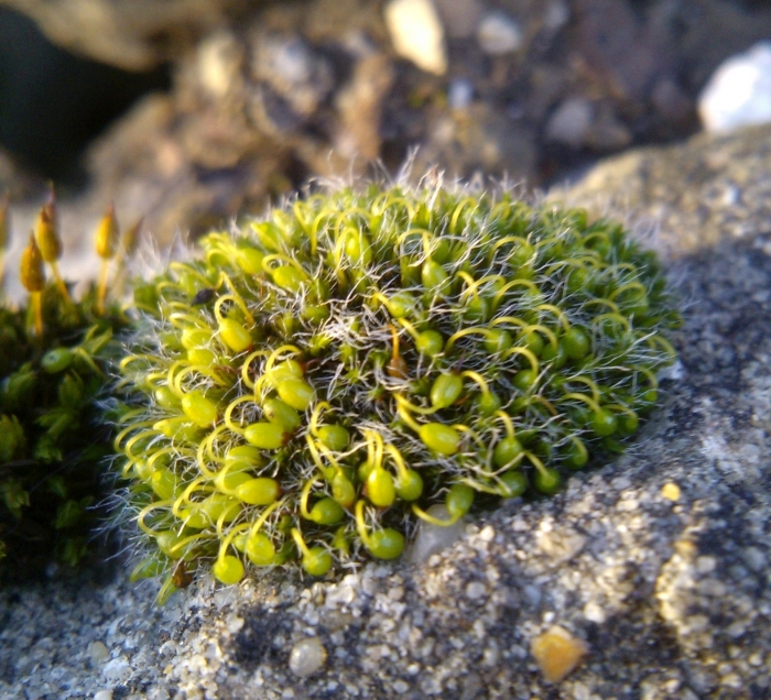 Grimmia
