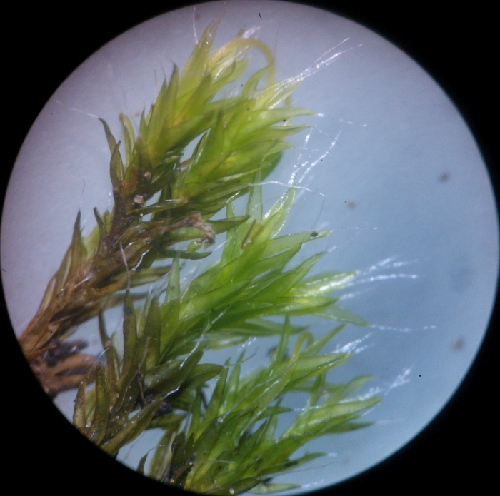Grimmia pulvinata
