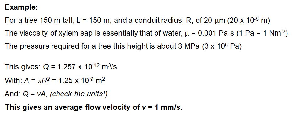 Flow velocity in xylem