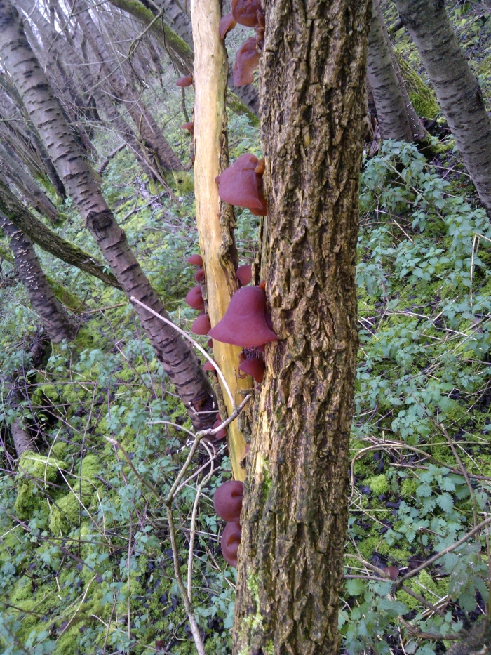 Jelly Ear fungus growing on Elder