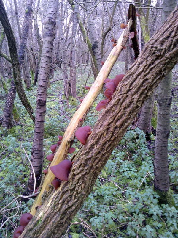Jelly Ear fungus growing on Elder