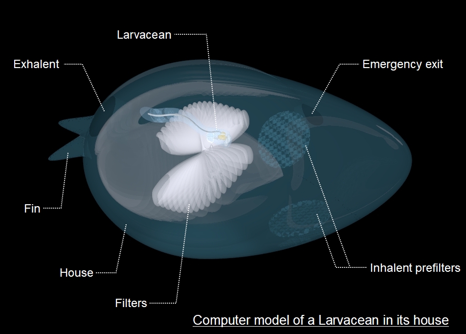 Larvacean in its house