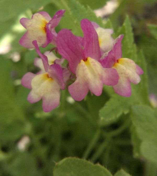 Linaria maroccana