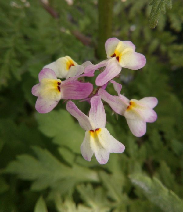 Linaria maroccana