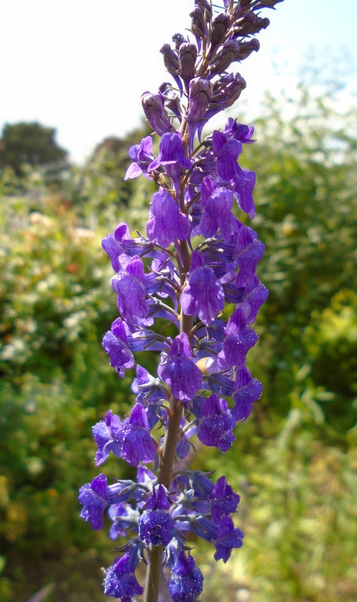 Linaria purpurea