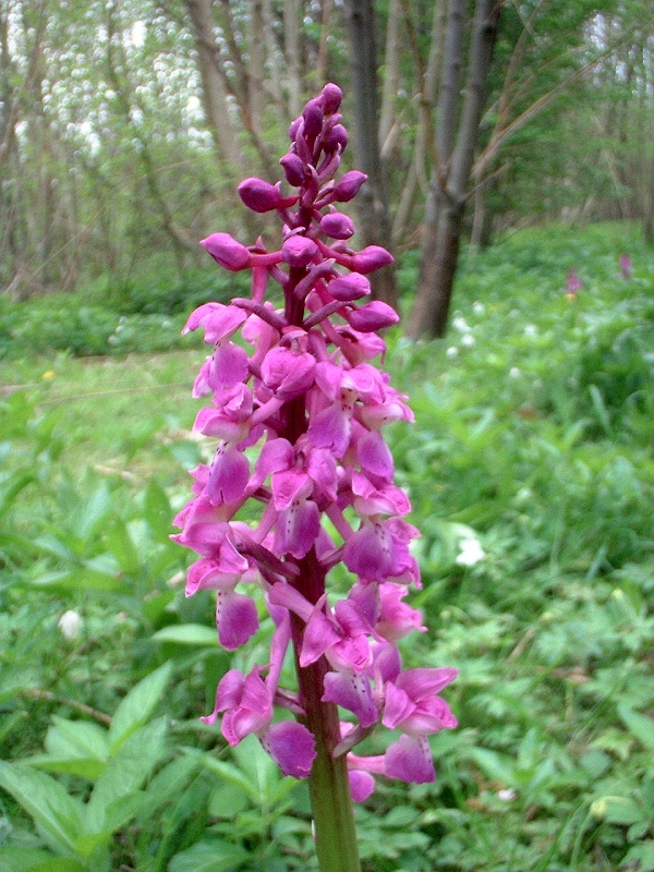 Early-Purple Orchid