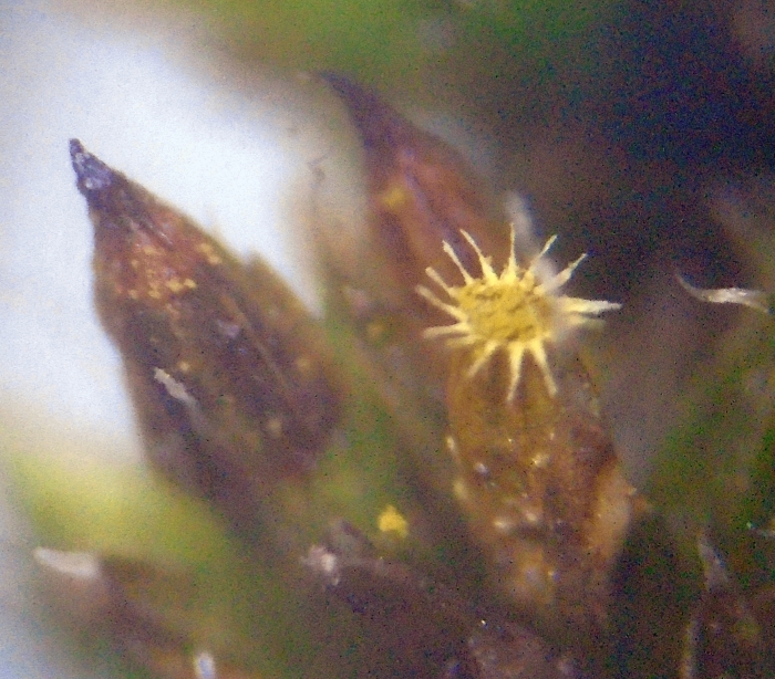 Orthotrichum
