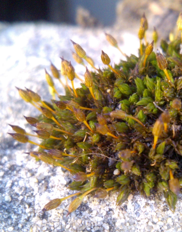 Orthotrichum