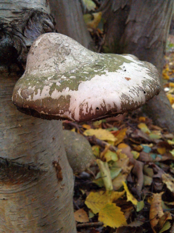 Birch Polypore