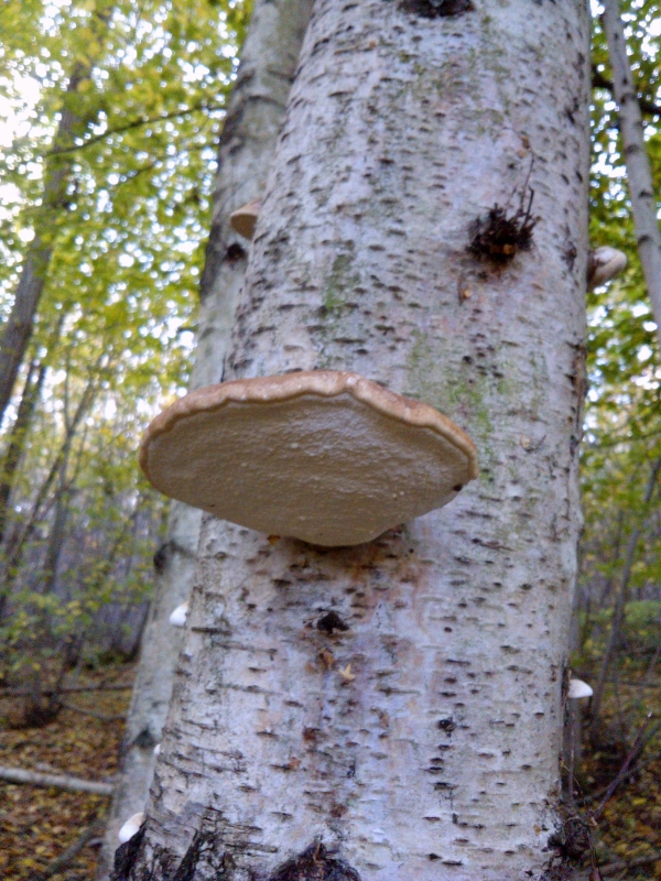 Birch Polypore