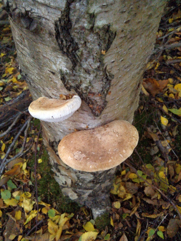 Birch Polypore