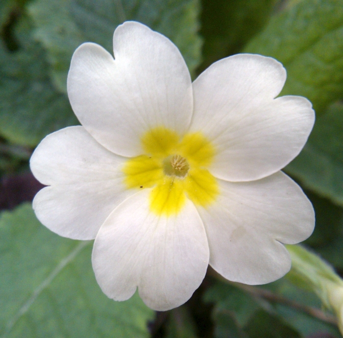 Thrum-eyed