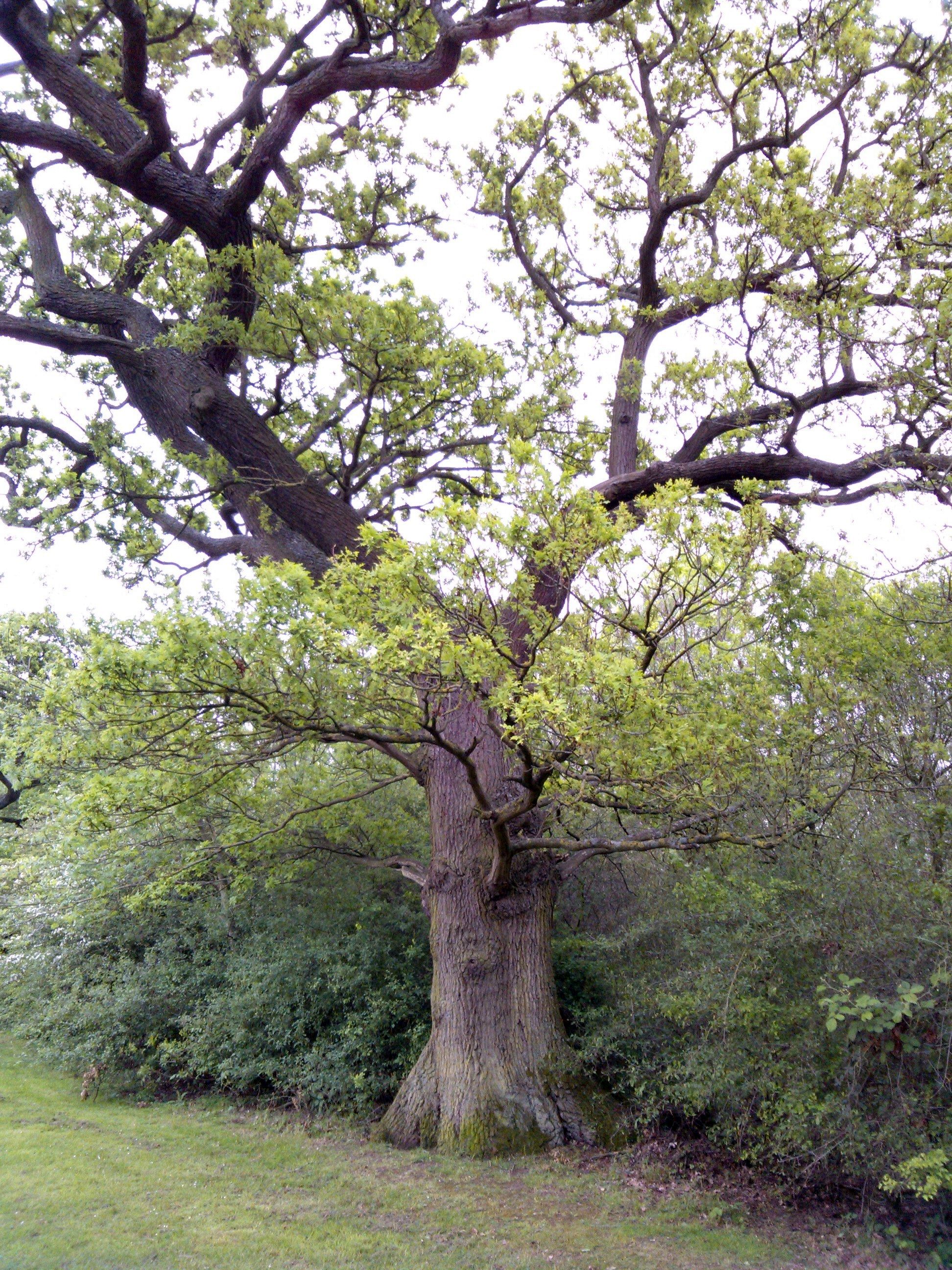 Oak tree: Quercus robur