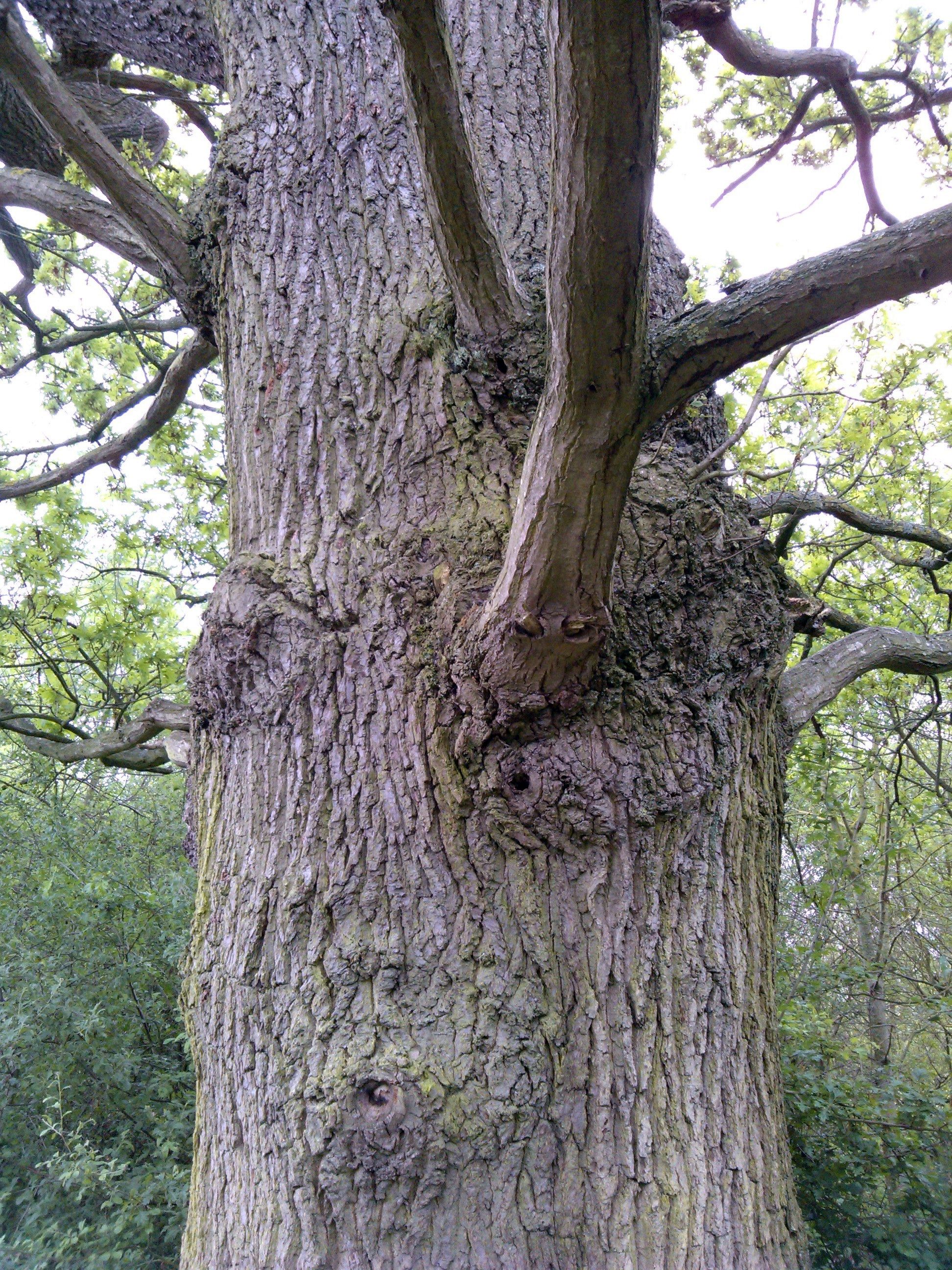 Oak tree: Quercus robur