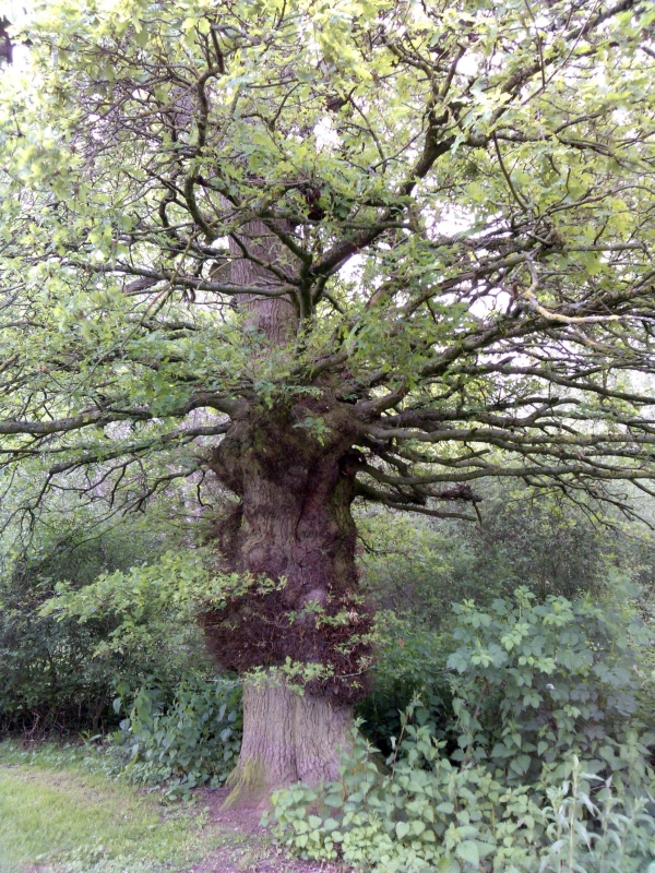 oak tree