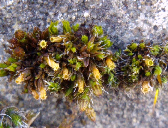 Schistidium