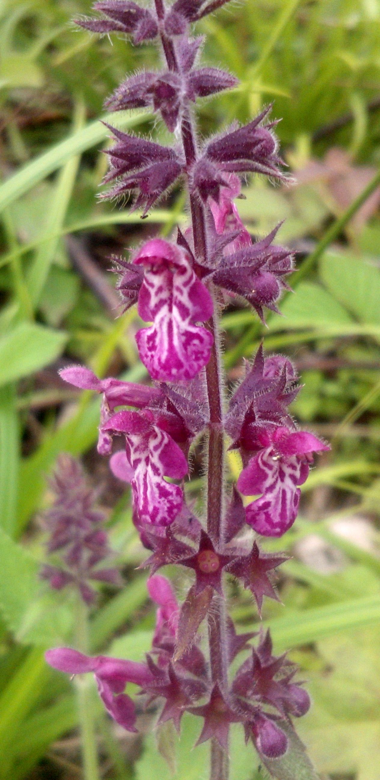hedge woundwort inflorescence