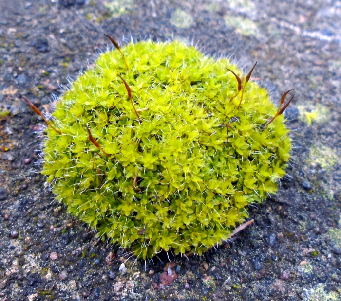 Syntrichia