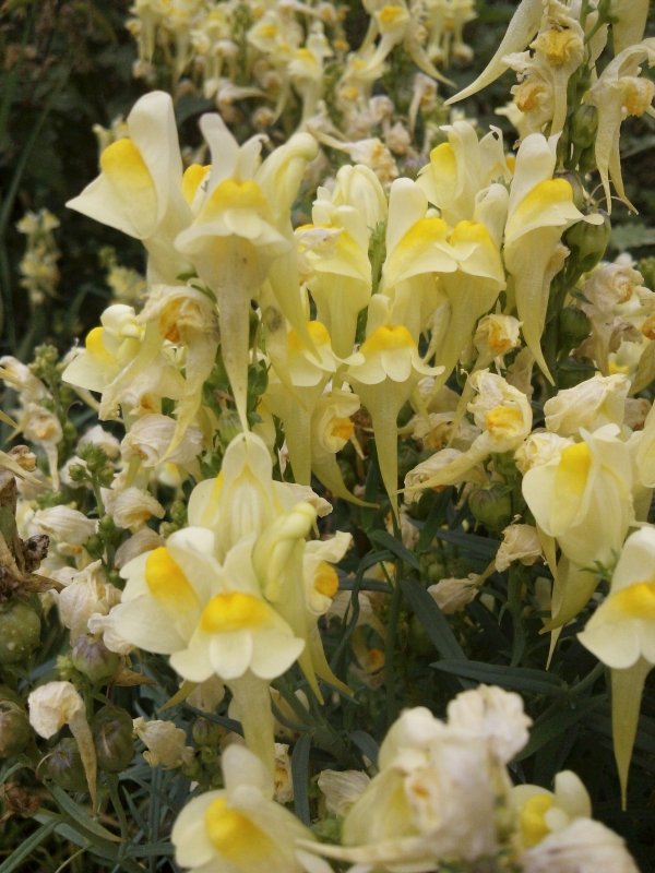 Linaria vulgaris