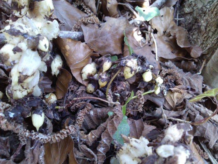 toothwort 2019#3