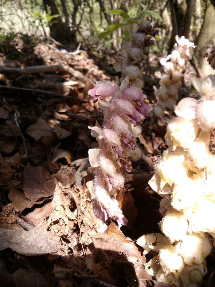 toothwort 2019#3