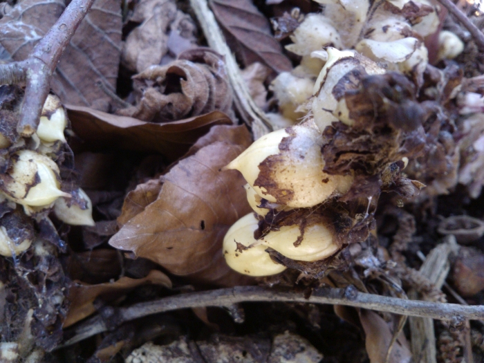 toothwort 2019#3