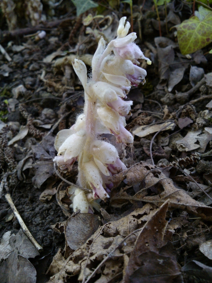 toothwort-2019#1