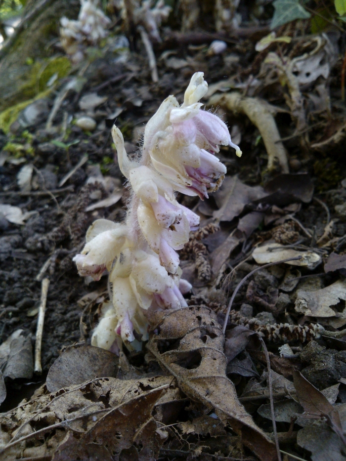 toothwort-2019#2