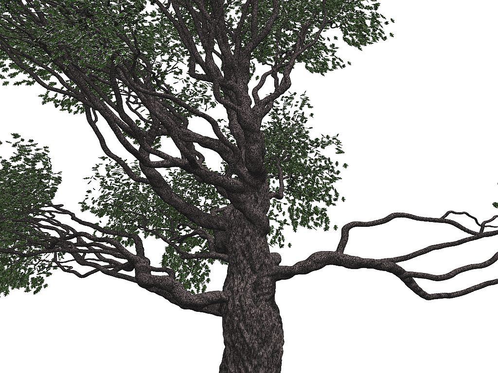 Pov-Ray model of an oak tree