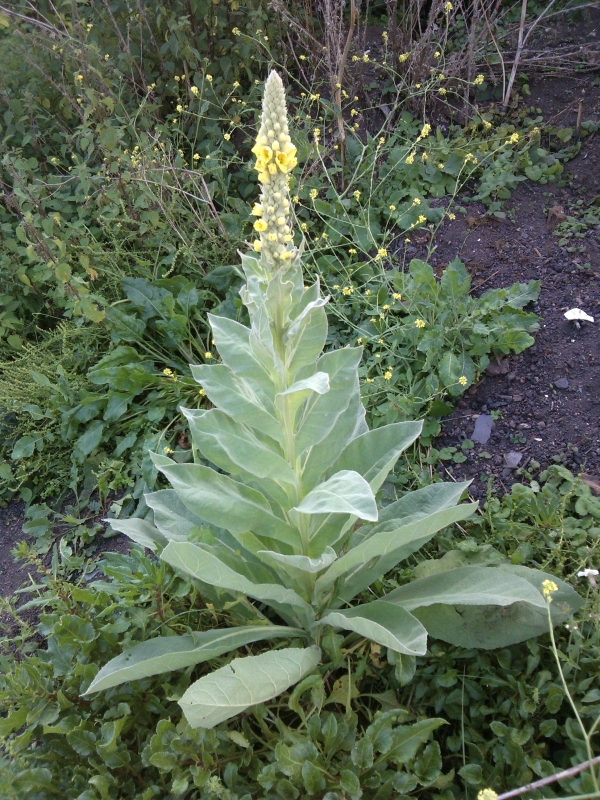 Great Mullein