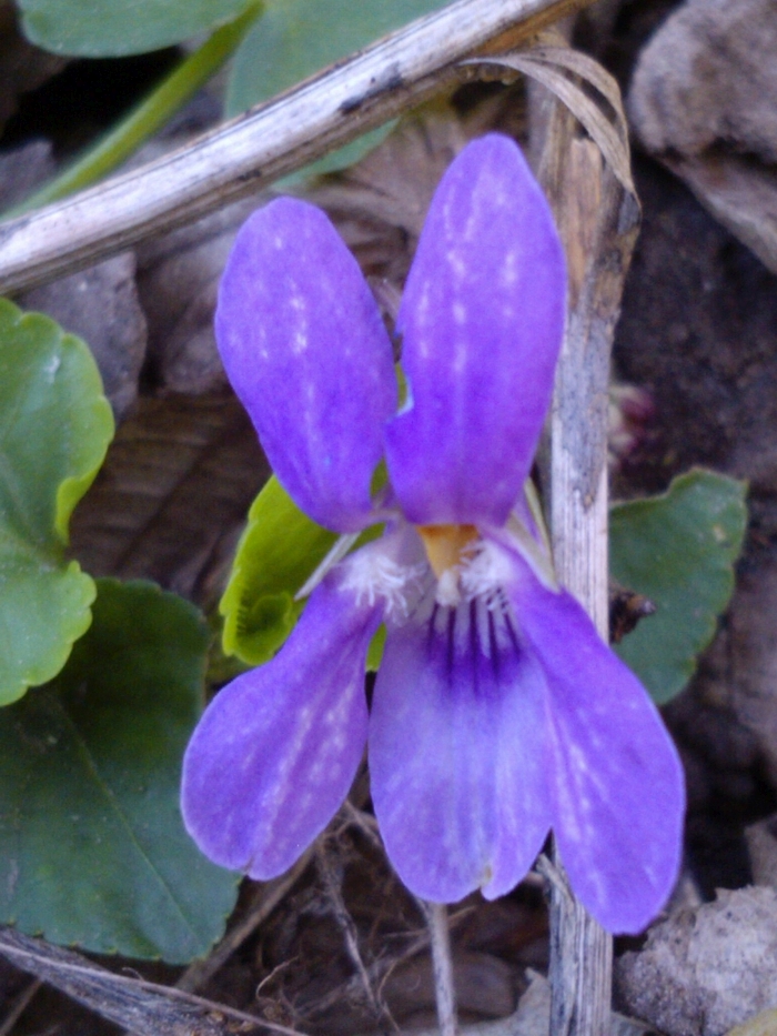 Early Dog-violet, side-view