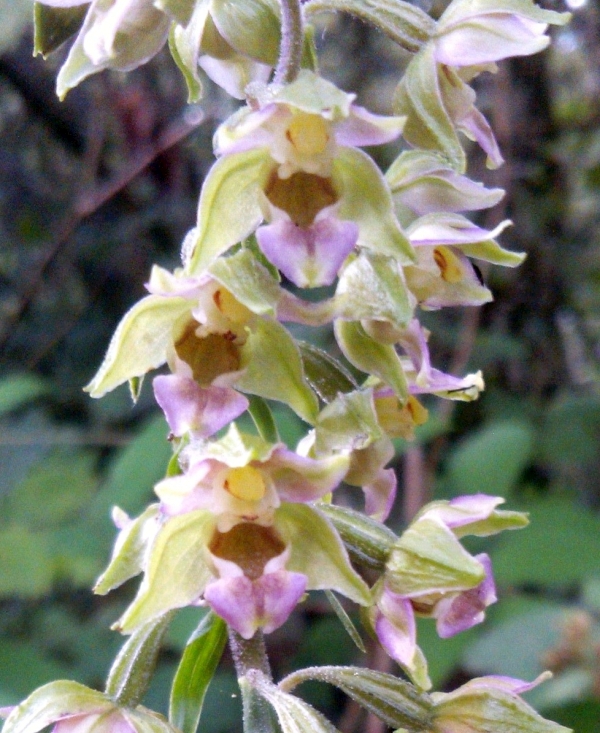 Epipactis purpurata