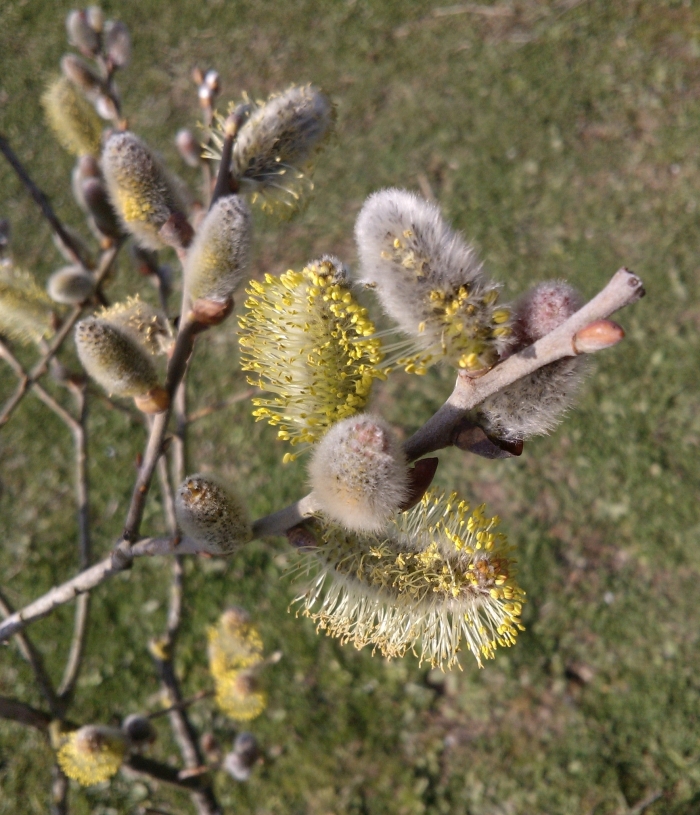 Willow - male catkin, Salix