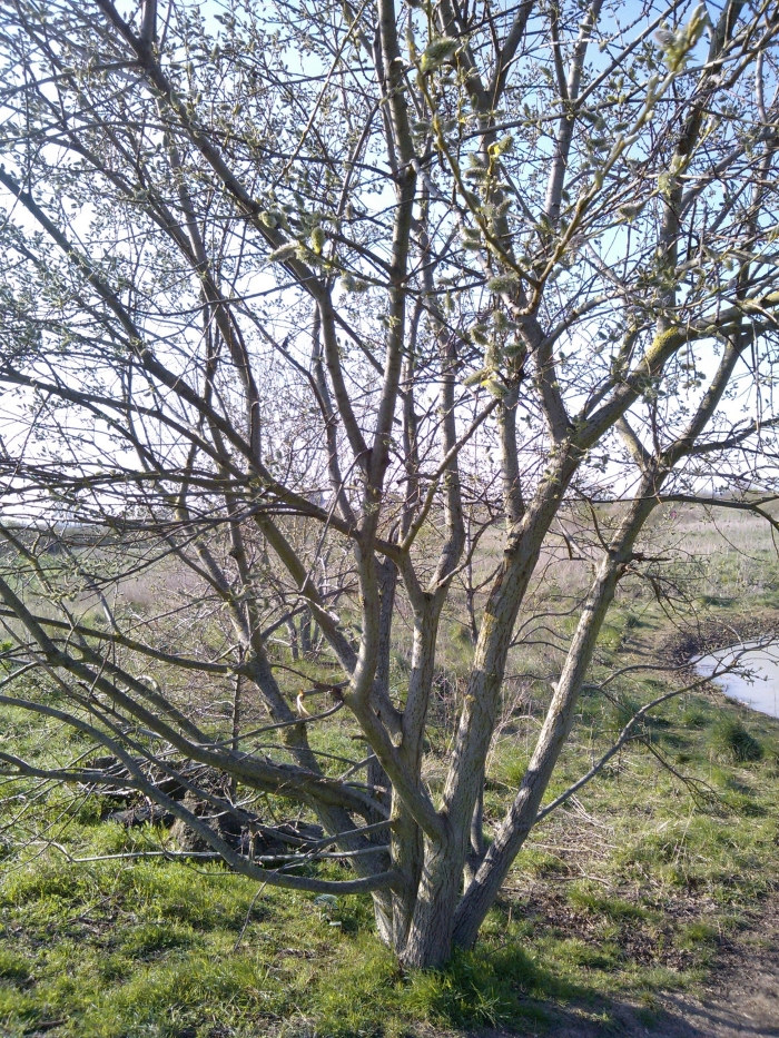 Willow, Salix