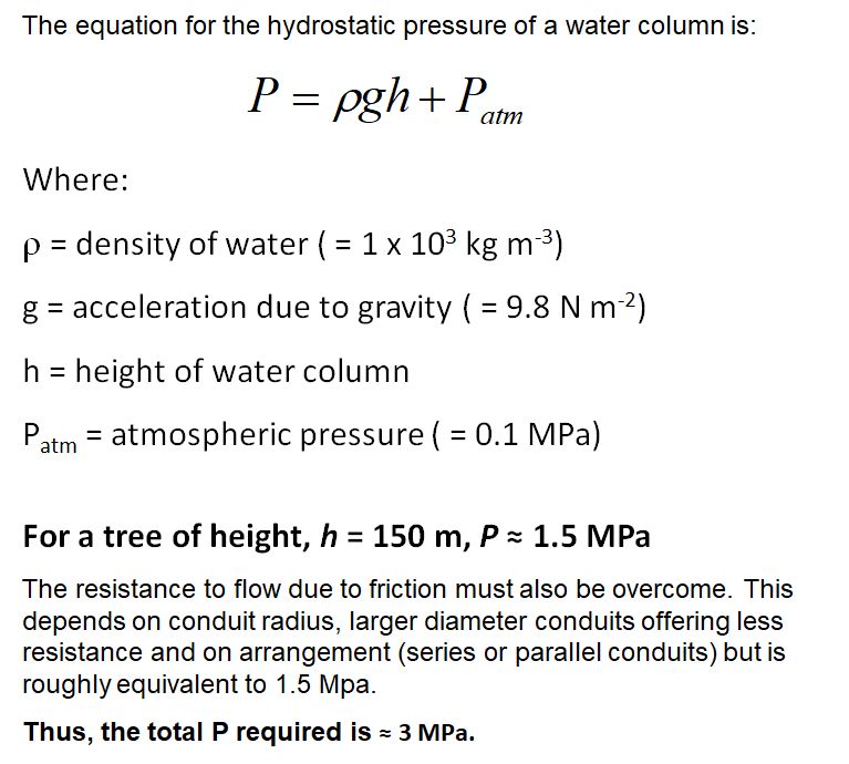 Pressure in the xylem