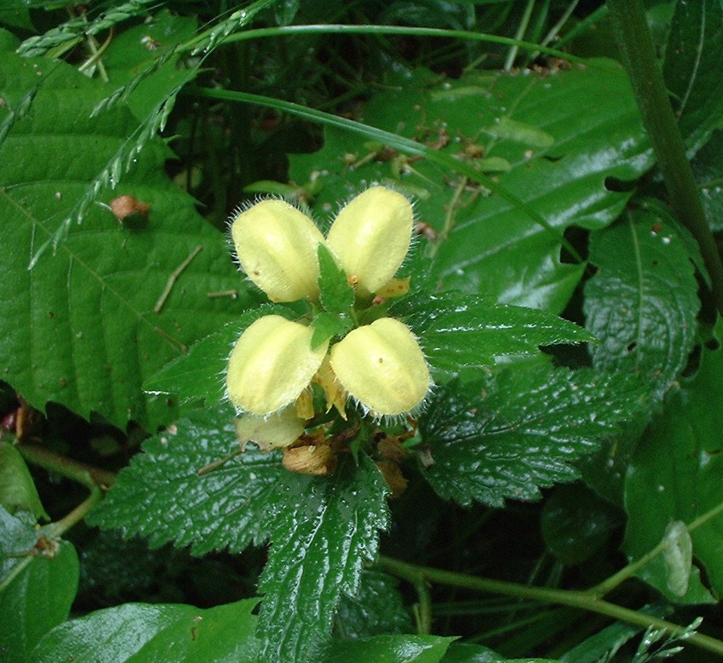 Yellow Archangel from above