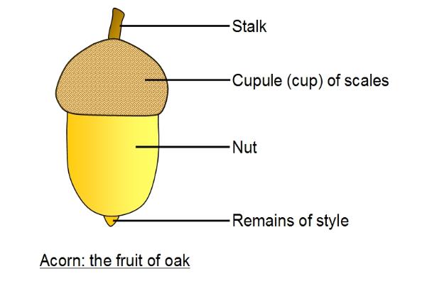 Acorn diagram
