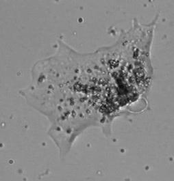 amoeba 2