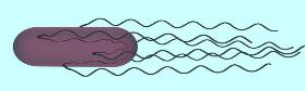 Bacterium_1