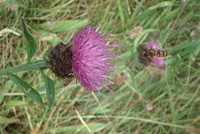 Black knapweed
