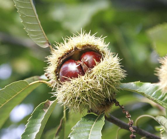 chestnuts in cupule