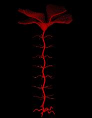 Crinoid 4
