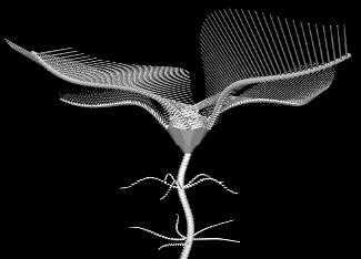Crinoid 3