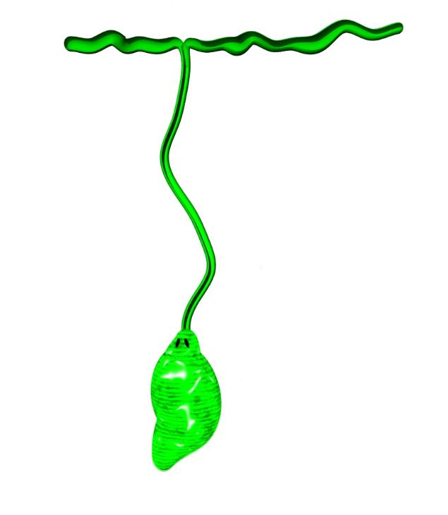 Spoon worm computer model