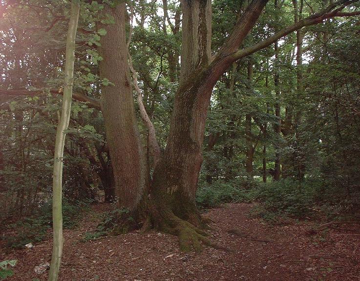 Oak coppice