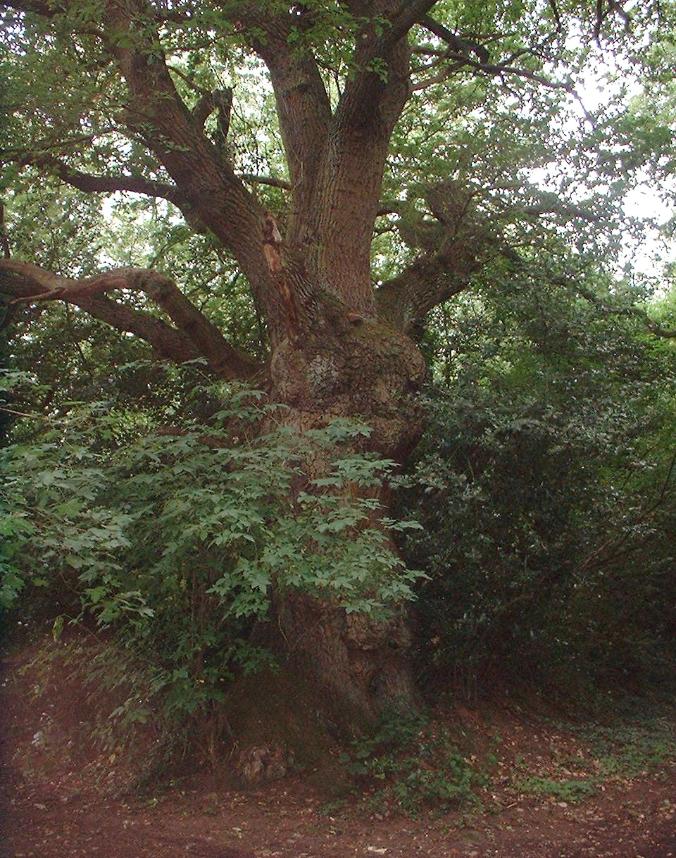 Ancient Oak