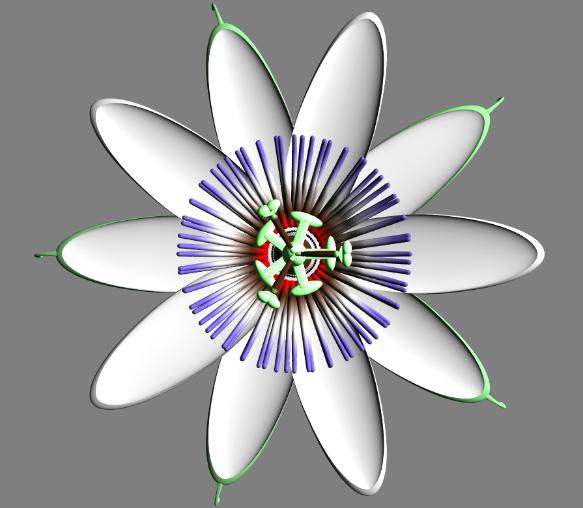 Passion Flower Computer Model